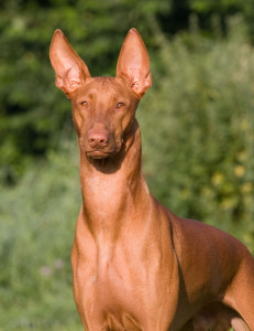 Pharaoh-Hound-4